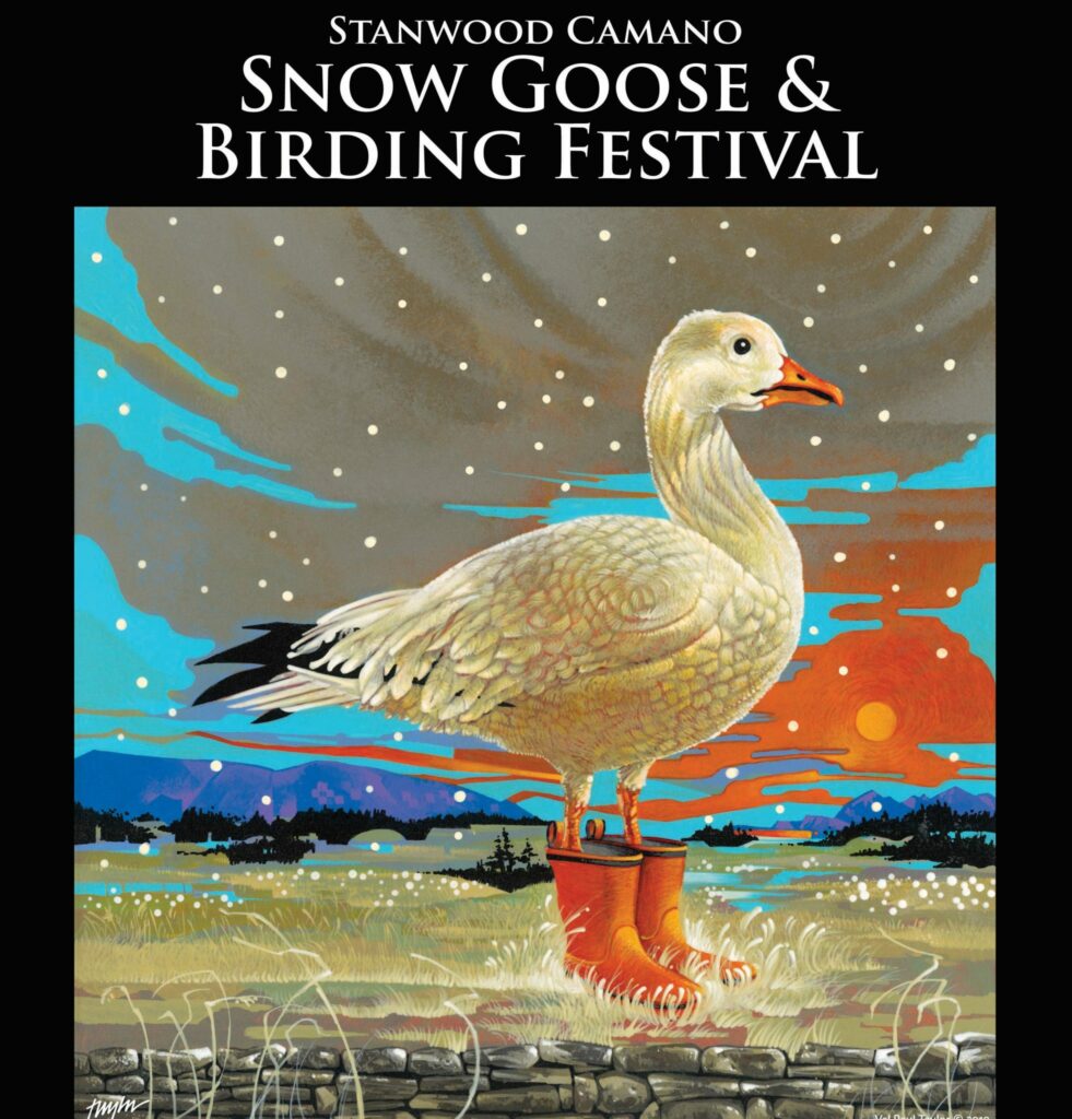 Stanwood Camano Snow Goose and Birding Festival ⋆ Event ⋆ Pacific